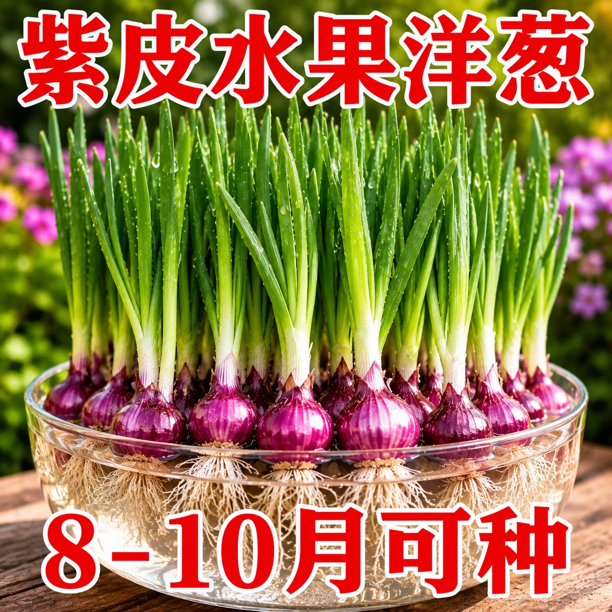 山东寿光水果洋葱苗带根耐寒