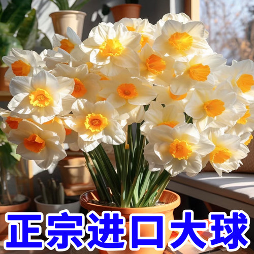 【对版】荷兰进口重瓣洋水仙花种球水培土培水养耐寒花卉盆栽植物