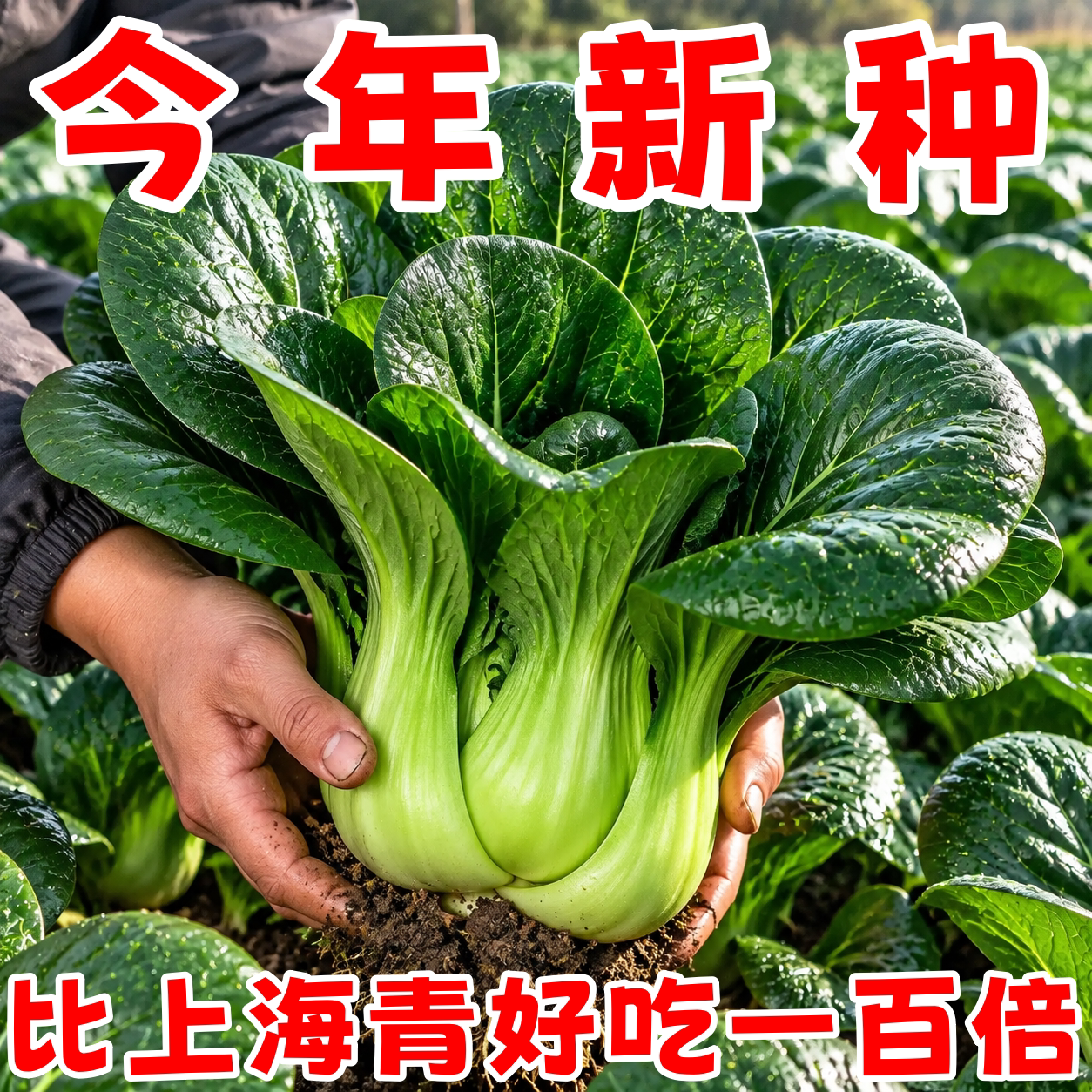 四季苏州青种子高产脆嫩阳台盆栽