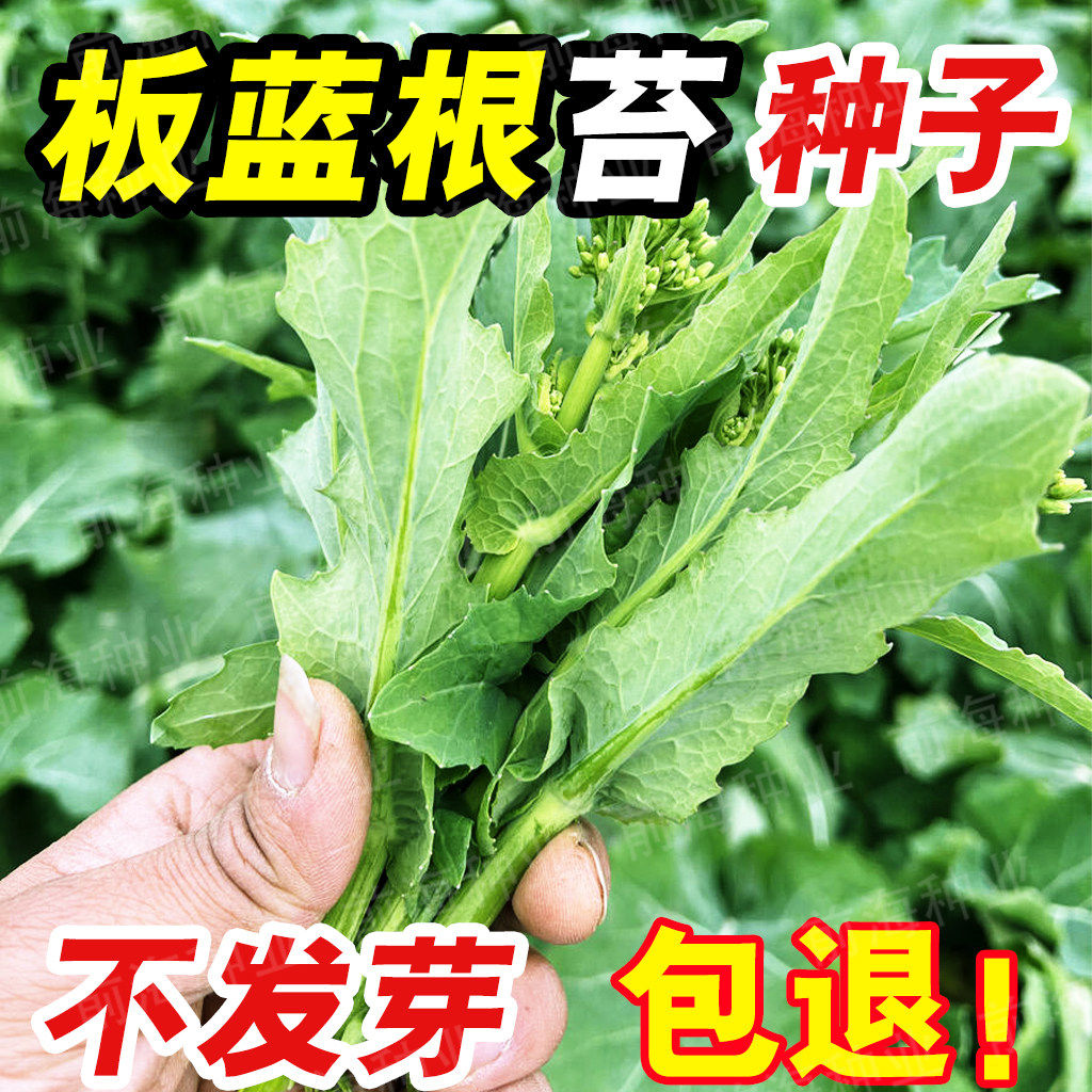 板蓝根青菜苔种子四季春秋阳台盆栽庭院农家种植蔬菜大全种籽孑,鲜花速递/花卉仿真/绿植园艺,种苗/半成品盆栽,淘宝优惠券,粉丝福利购,淘宝优惠卷
