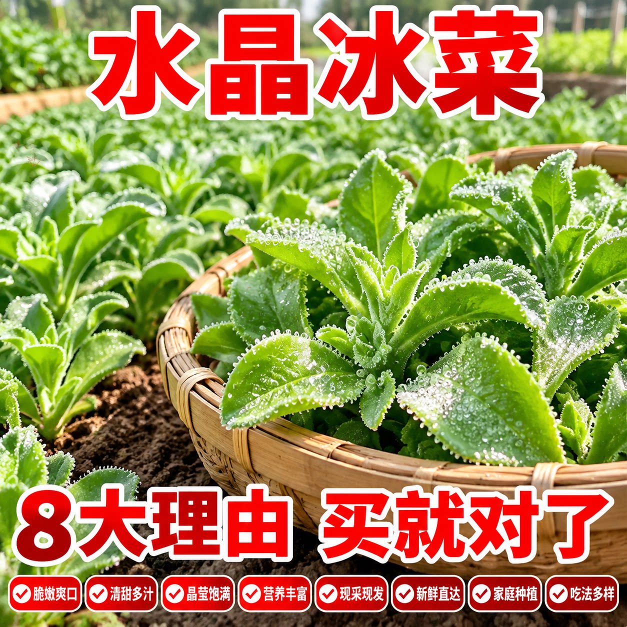 四季冰菜高钙冻不死种子
