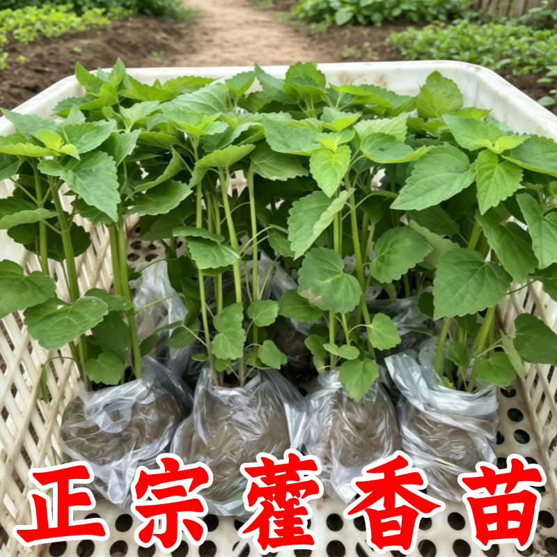 河南老品种带土盆栽藿香苗
