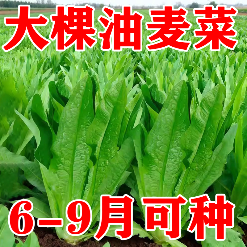 油麦菜种子四季阳台盆栽