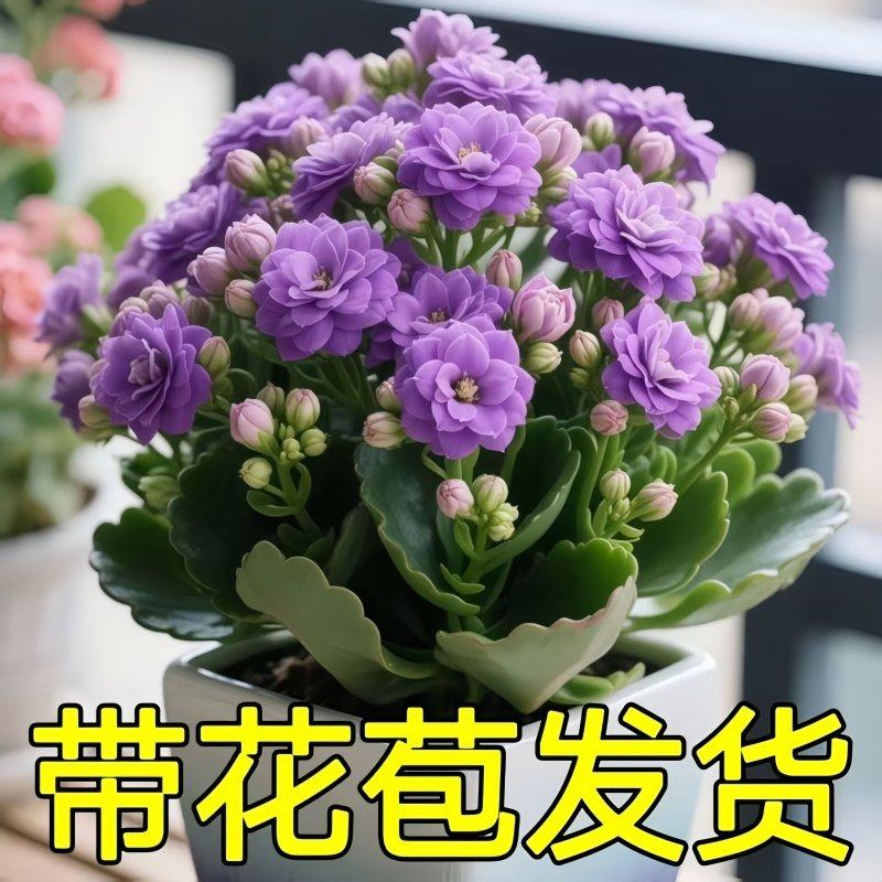 【稀有长寿花】金狐狸盆栽大花重瓣四季开花带花苞室内外花卉直销,鲜花速递/花卉仿真/绿植园艺,红掌/凤梨/温室花卉,淘宝优惠券,粉丝福利购,淘宝优惠卷