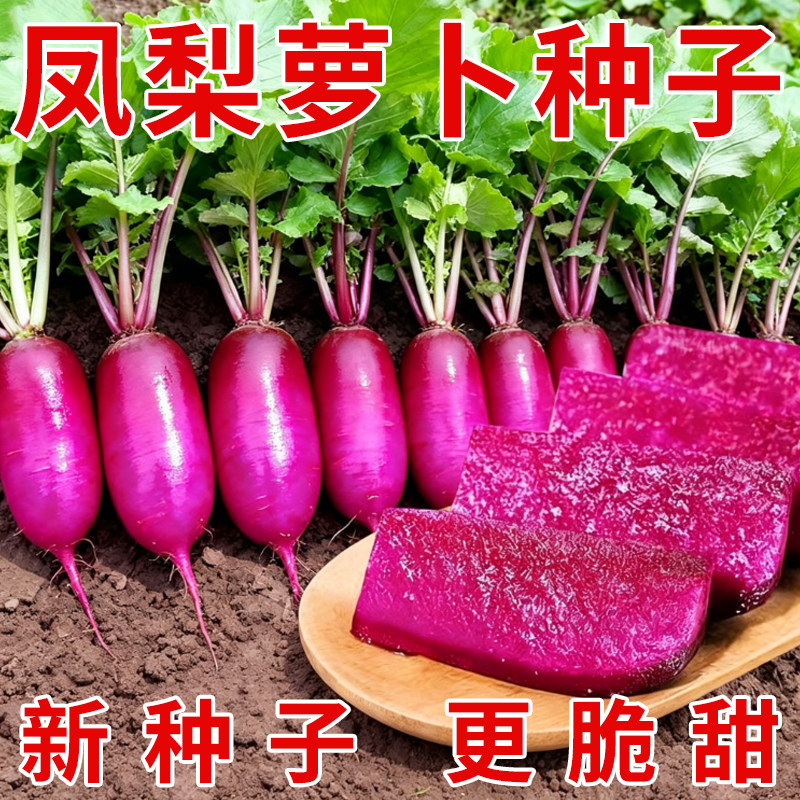 紫美人凤梨水果萝卜种子种籽孑子红心籽种抗热大全红皮风梨罗卜