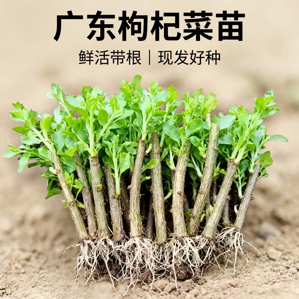 广东大叶枸杞树苗带根带芽盆栽
