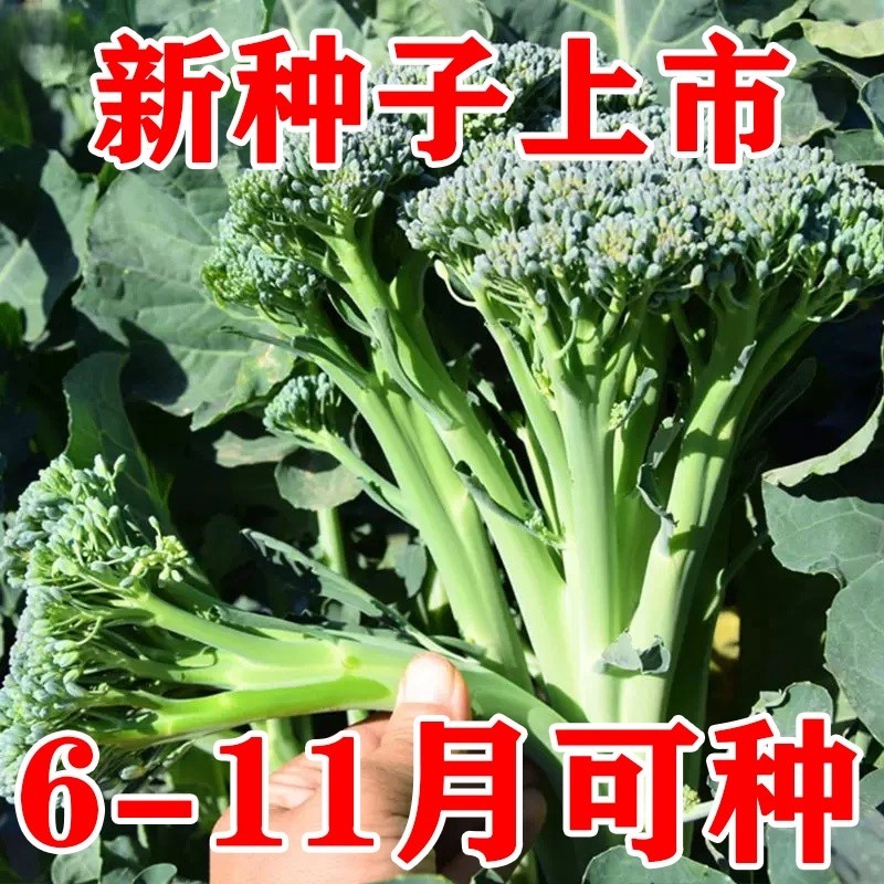 正宗西兰苔种子西兰花种子芥蓝芥兰菜心种子四季阳台盆栽花菜种子