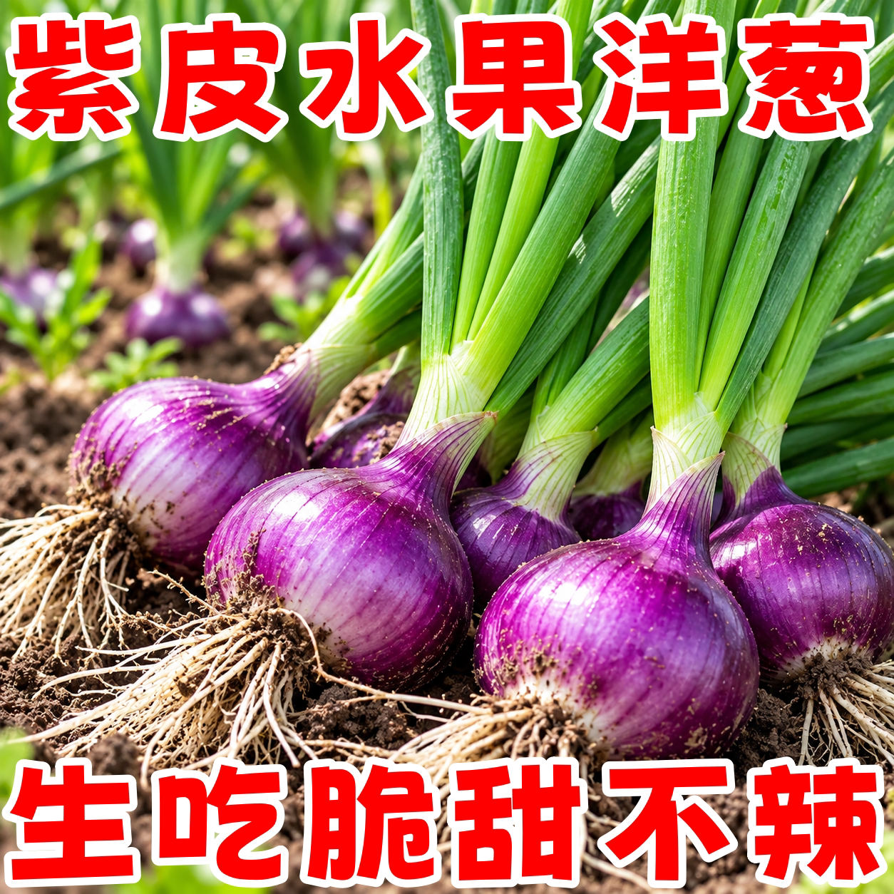 正宗紫皮水果洋葱种子苗可越冬