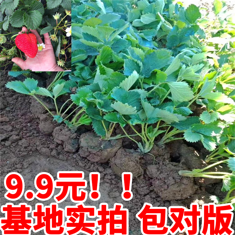 草莓苗带花带果盆栽带土丹东奶油甜宝章姬久香草莓秧苗四季种子籽