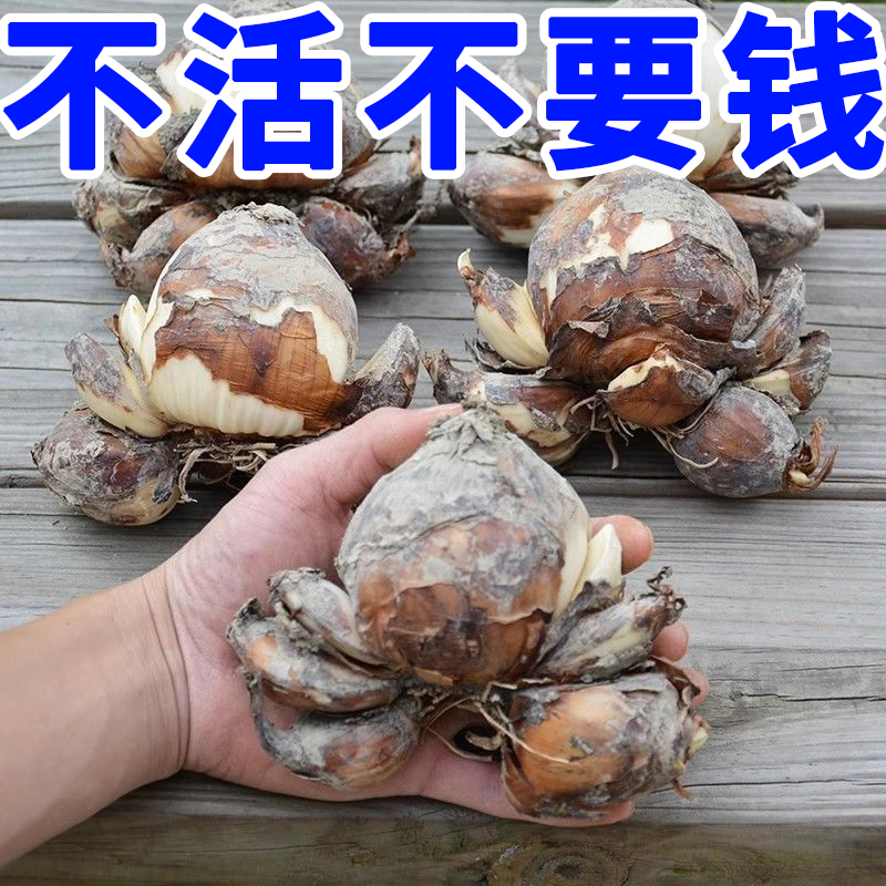 漳州特大重瓣水仙种球水培盆栽