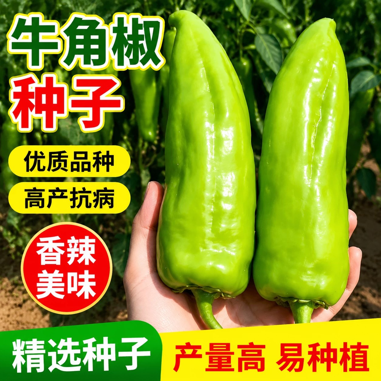 新种到货高产微辣牛角椒种子