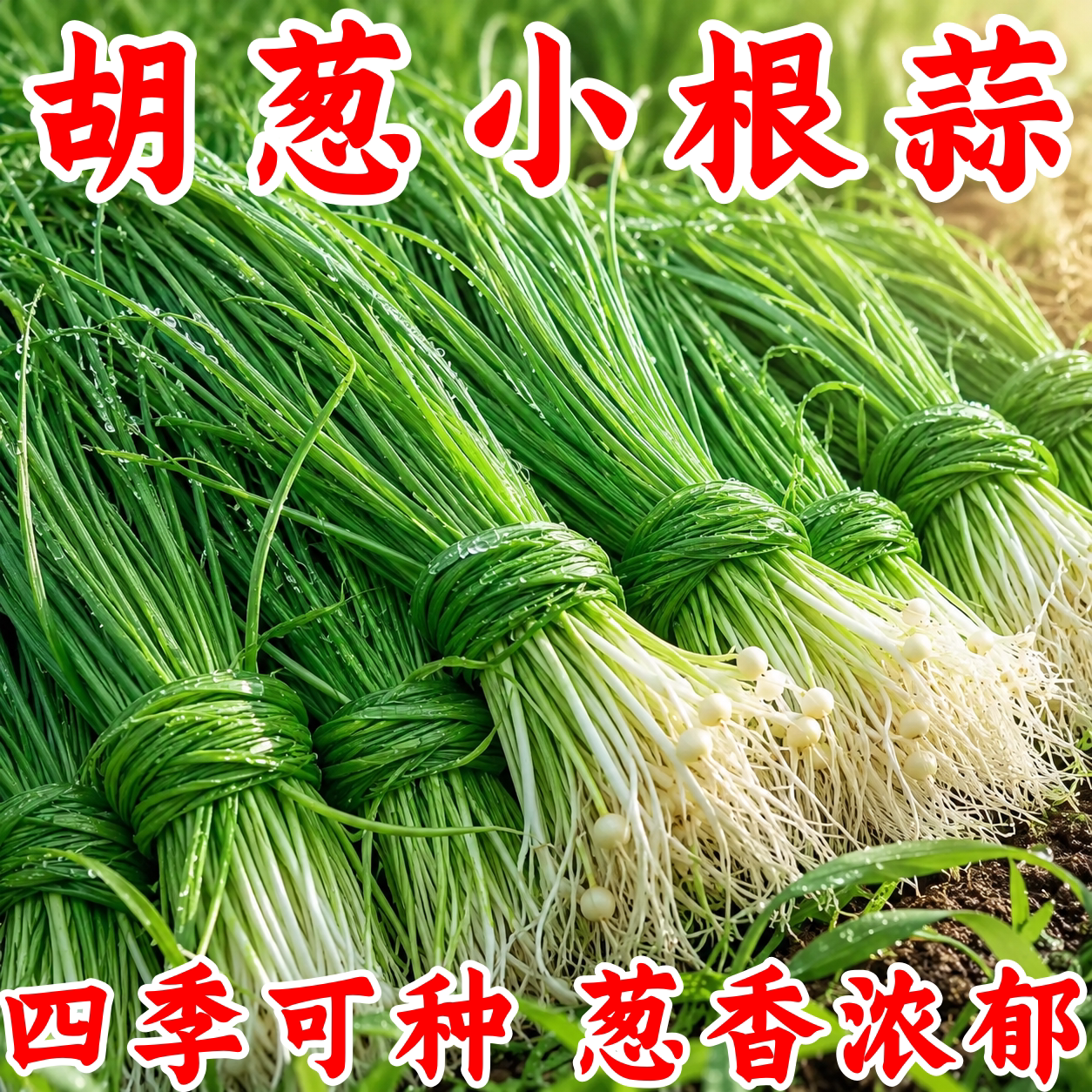 野葱小根蒜薤白种子地方特色野菜