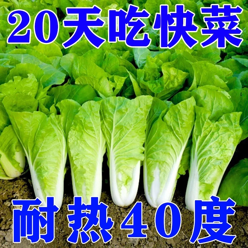 四季速生耐热耐寒白菜种子