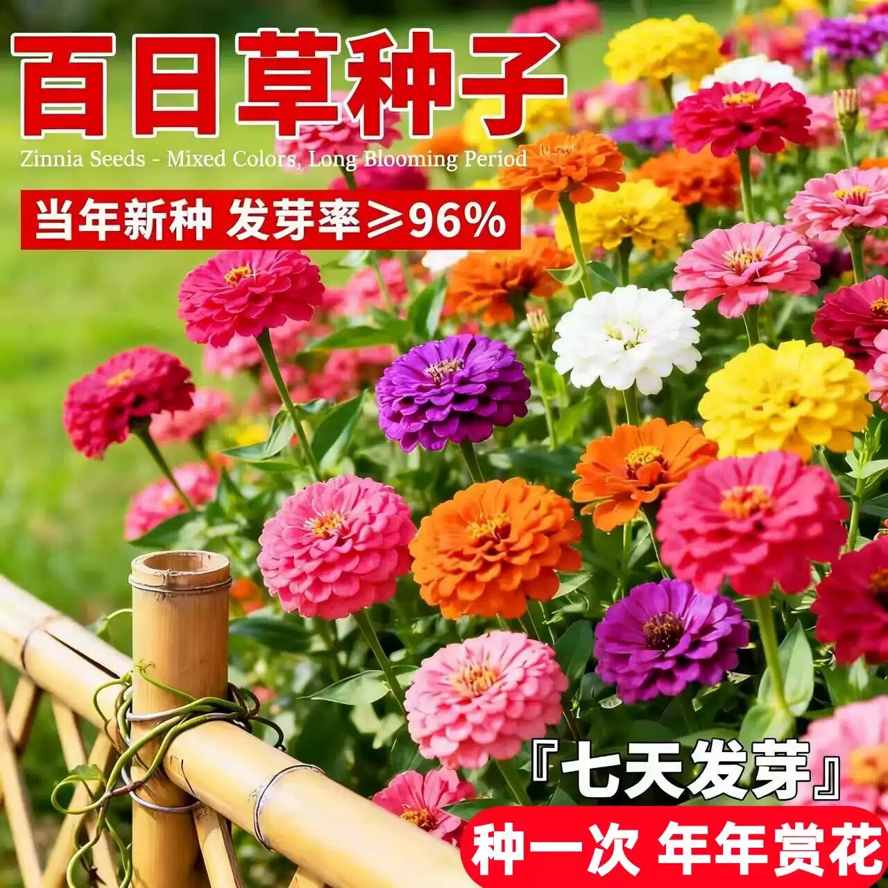 七彩重瓣百日菊种子四季可播