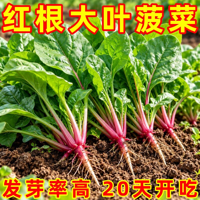 四季耐热耐寒抗病大叶菠菜种子