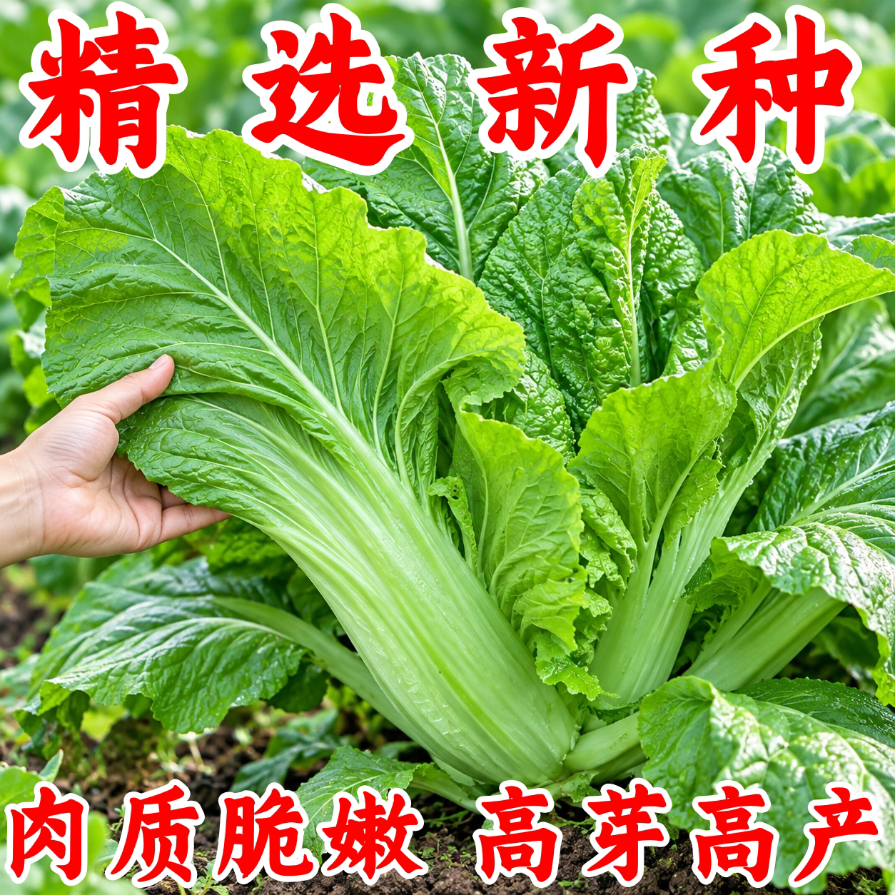 大叶甜芥菜种子四季耐热阳台盆栽