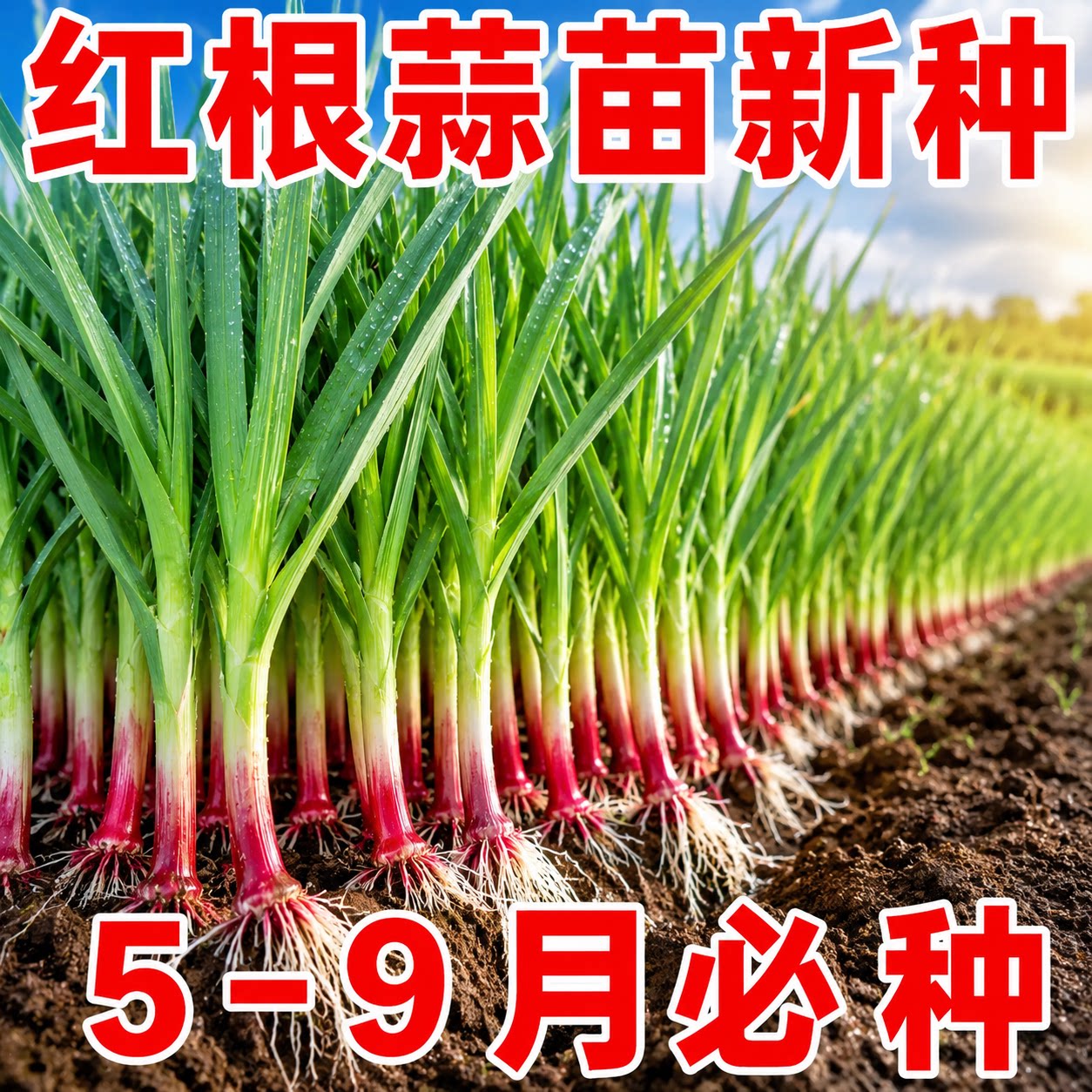 正宗本地红根宽叶紫皮大蒜种子