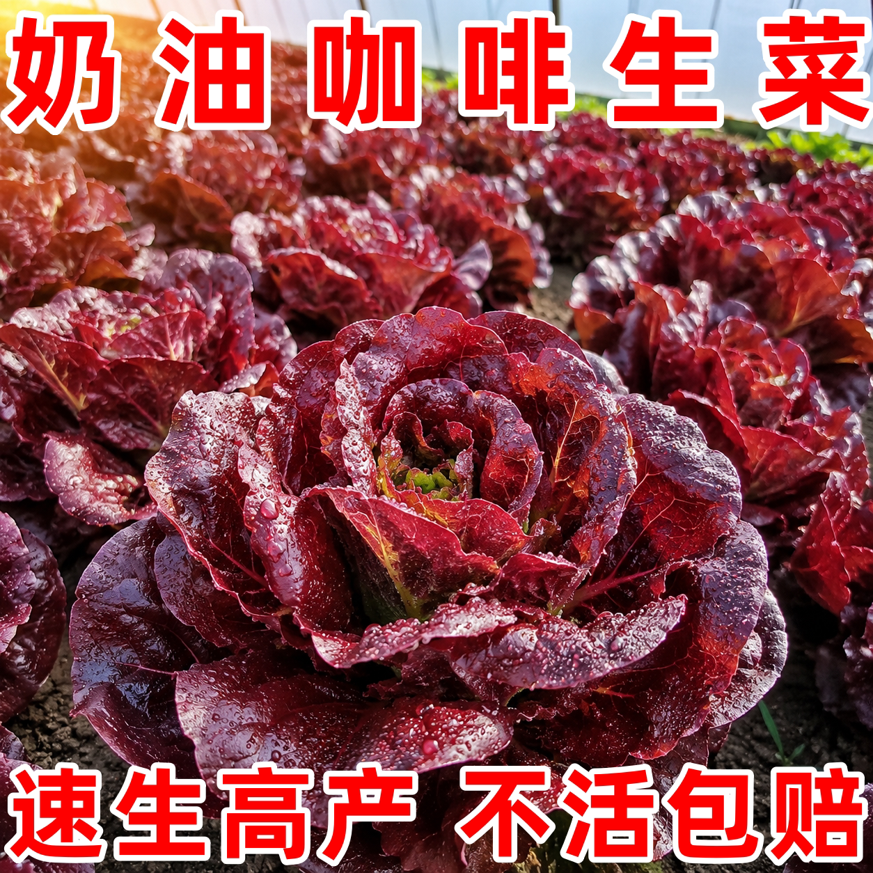 奶油汉堡咖啡紫生菜甜脆多汁