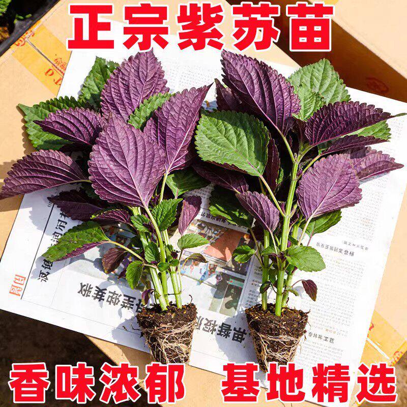 正宗新鲜可食用紫苏叶鸡冠辣椒