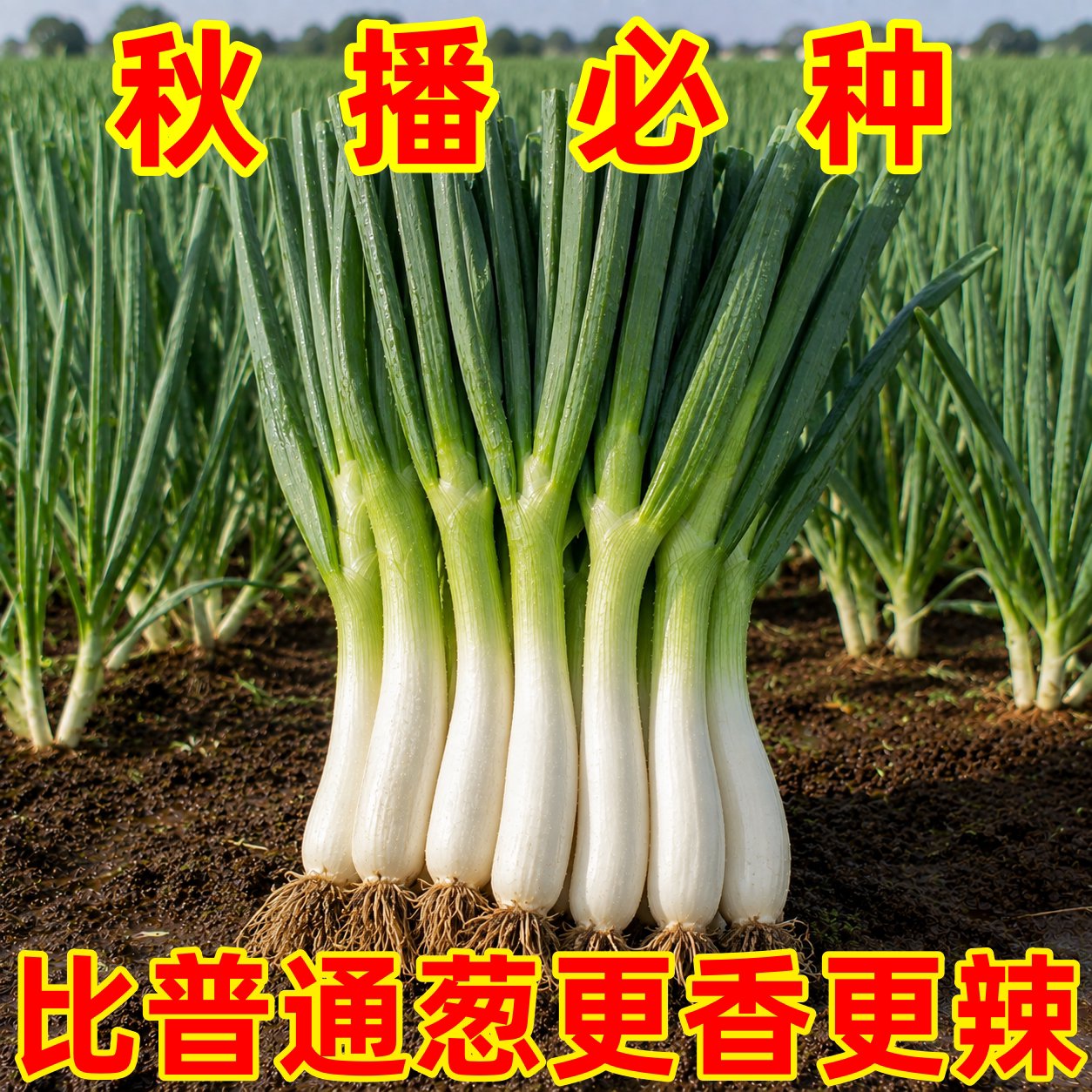 老品种鸡腿葱自留种鲜美