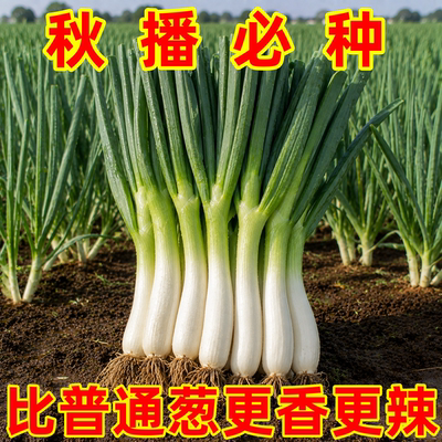老品种鸡腿葱自留种鲜美