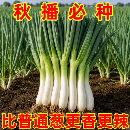 老品种鸡腿葱自留种鲜美