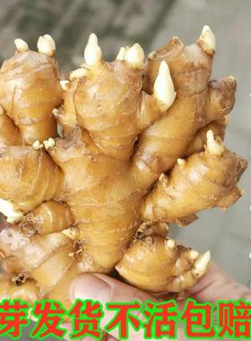 生姜种子姜种带芽山东大姜种籽生姜种植苗老姜子姜芽大肉姜种苗子