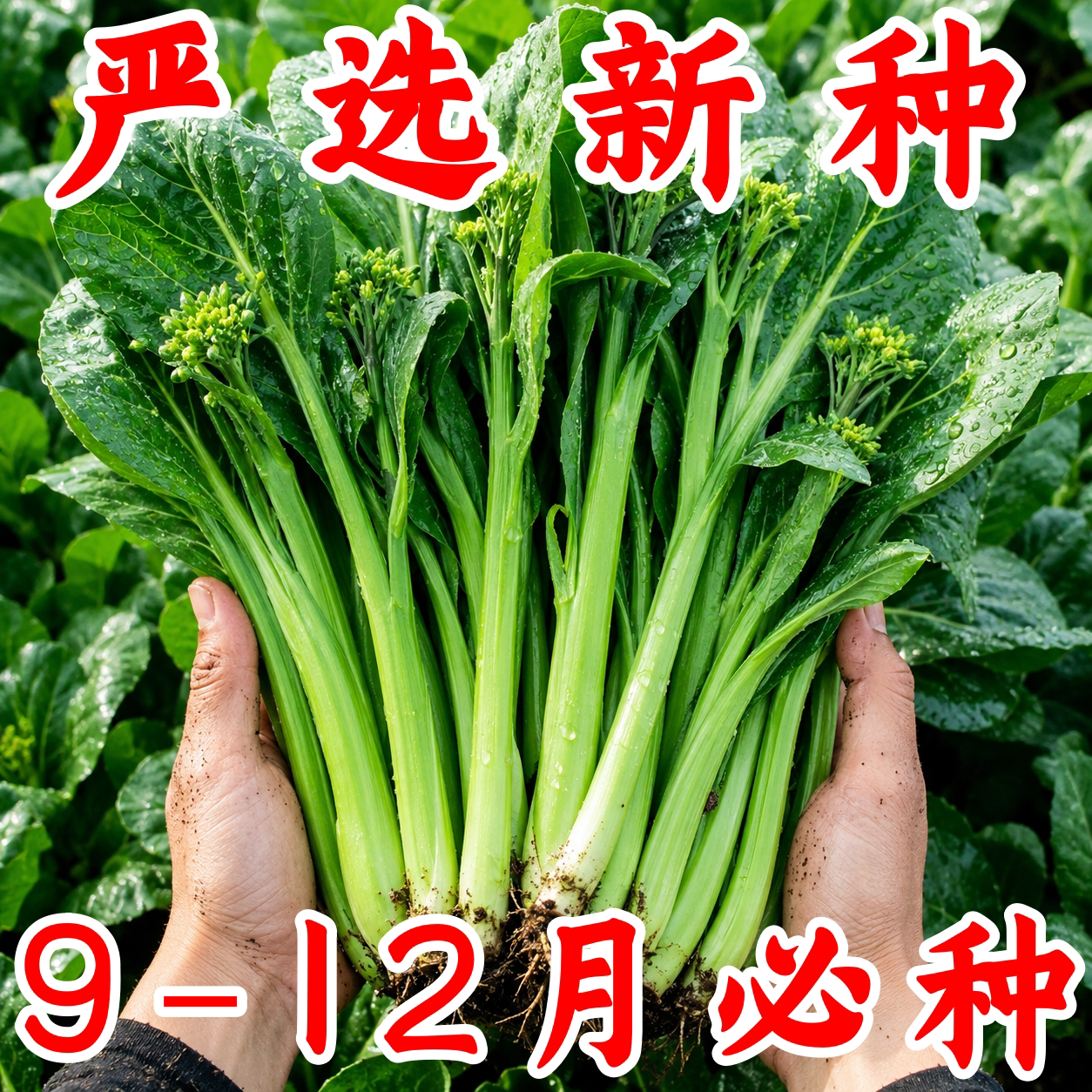 速生耐高温割完又长菜心种子