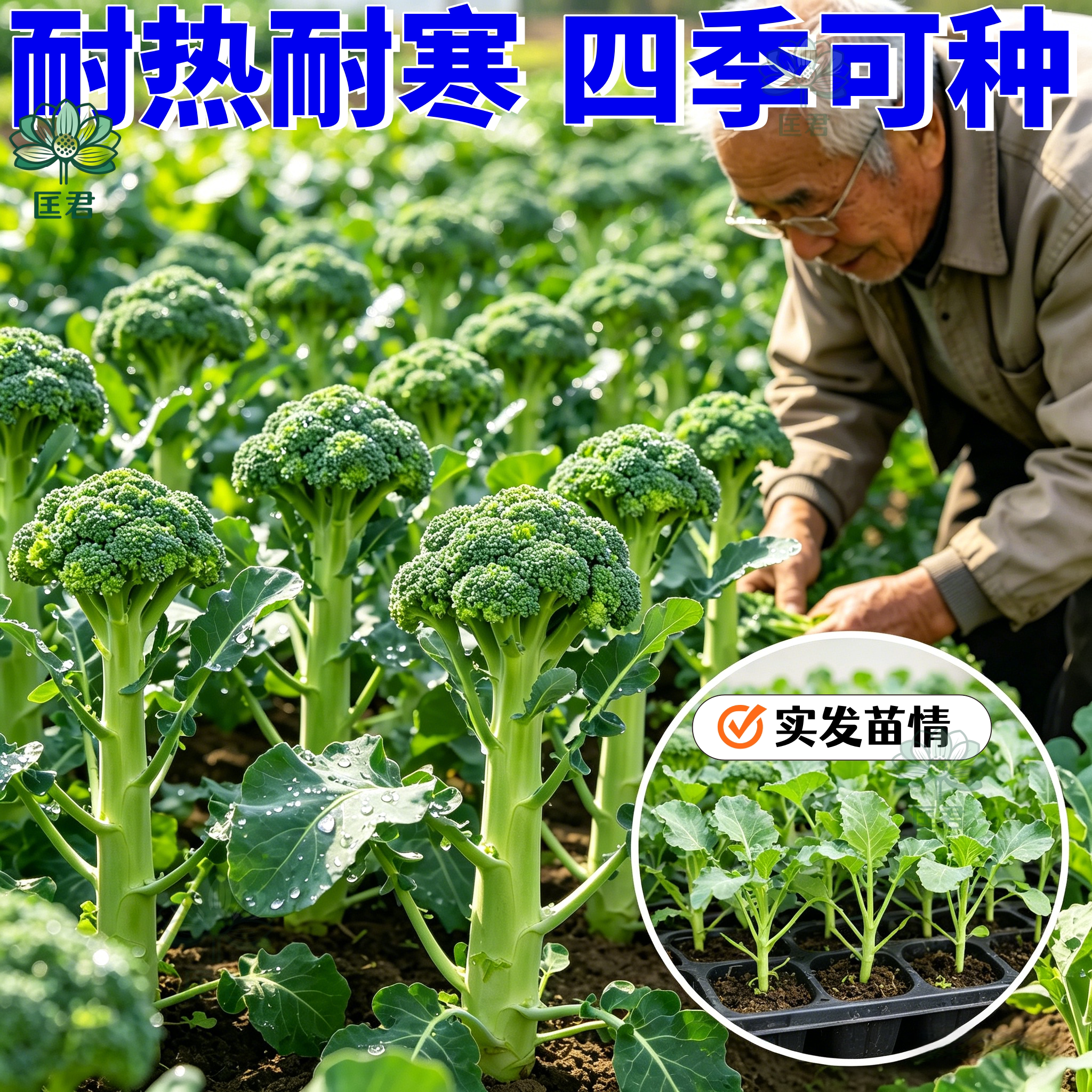 正品西兰苔芥兰菜苔秧苗高产耐寒