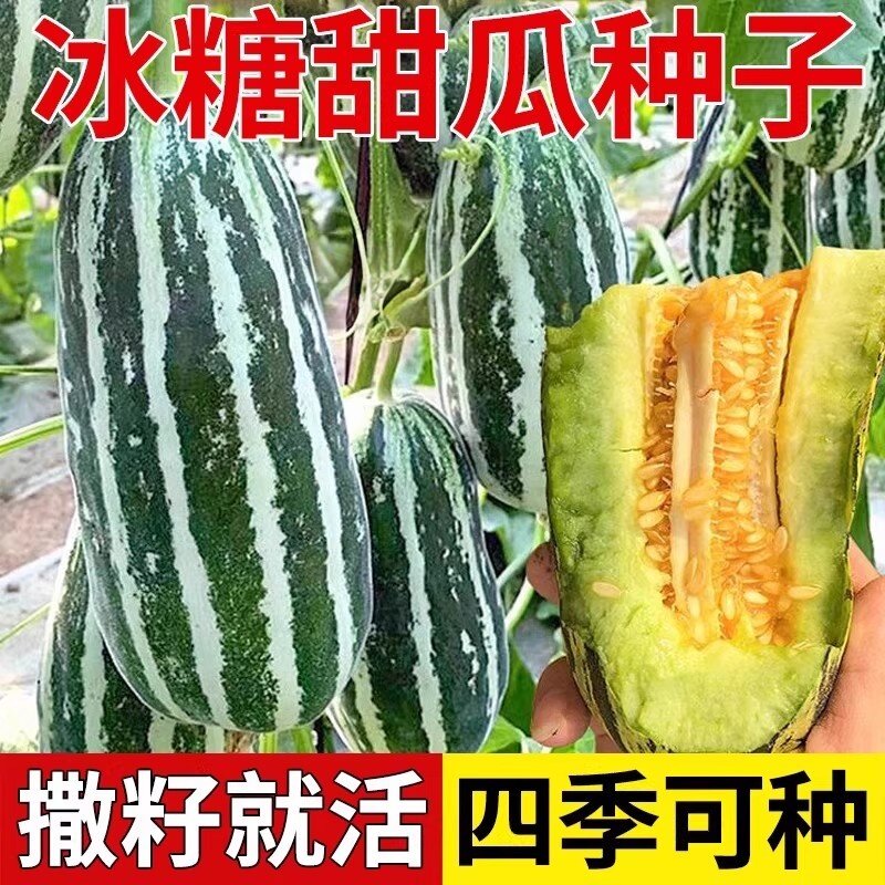 早熟薄皮冰糖籽甜瓜种子高产