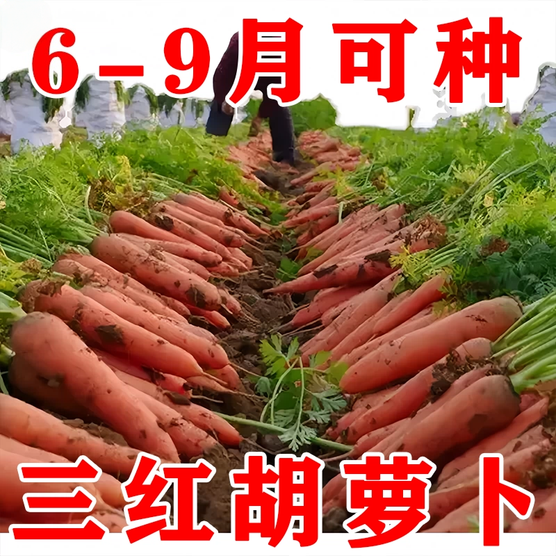 高产甜脆红胡萝卜种子四季播