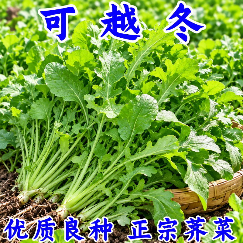 野生荠菜种子四季阳台盆栽