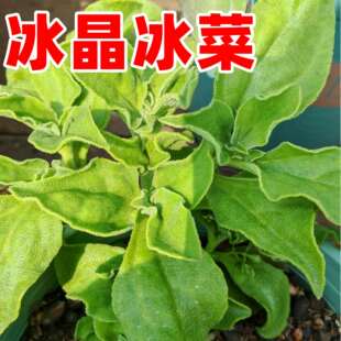 冰菜种子冰晶冰菜种籽阳台盆栽家庭小院蔬菜四季耐热耐寒冰草籽种