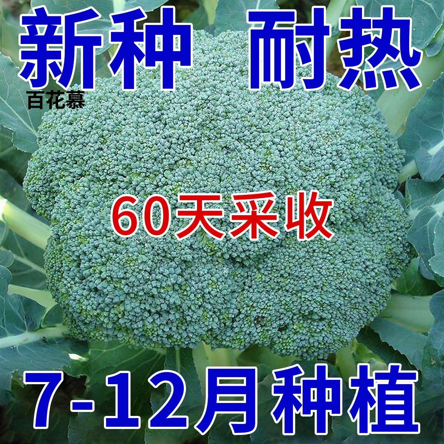 正品西兰花种子四季花椰菜西蓝花种子耐寒高产秋冬季蔬菜种子大全,鲜花速递/花卉仿真/绿植园艺,红掌/凤梨/温室花卉,淘宝优惠券,粉丝福利购,淘宝优惠卷
