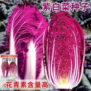 紫白菜种子苗四季播紫色小红色娃娃菜秋季大玫瑰生菜蔬菜种籽子孑