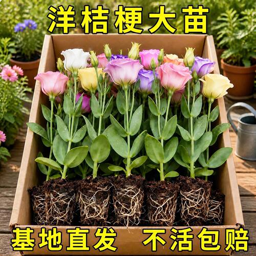 云南重瓣洋桔梗花苗易养大花