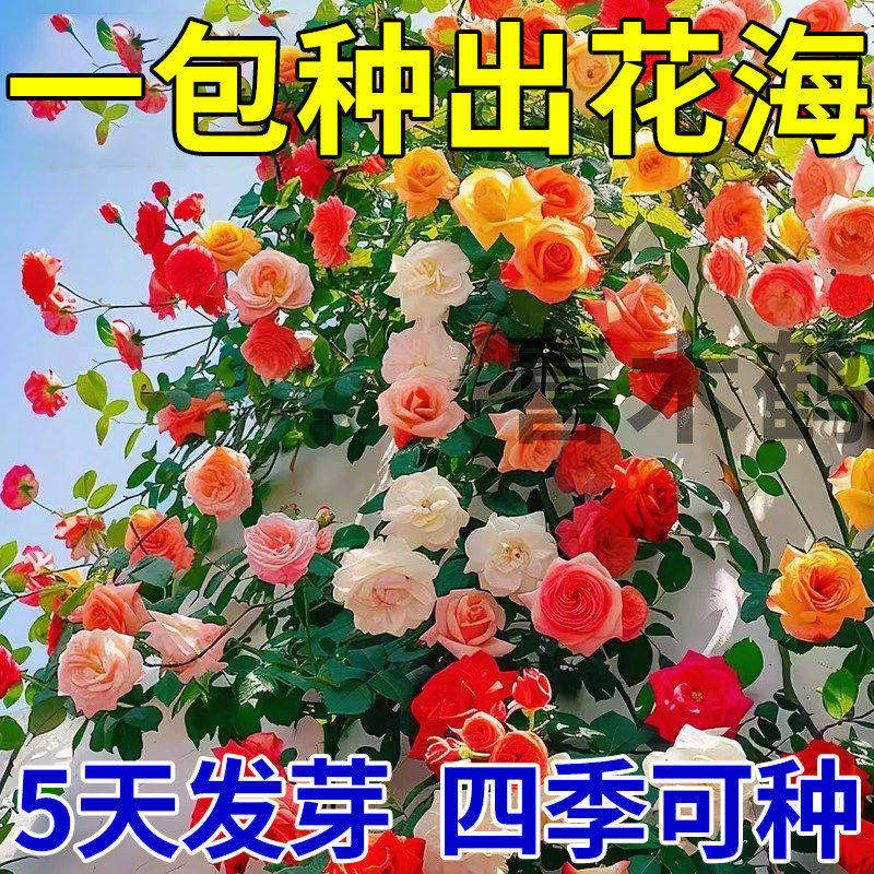 月季蔷薇花籽室外四季播种花籽爬墙植物四季可种卉庭院爬藤花种子