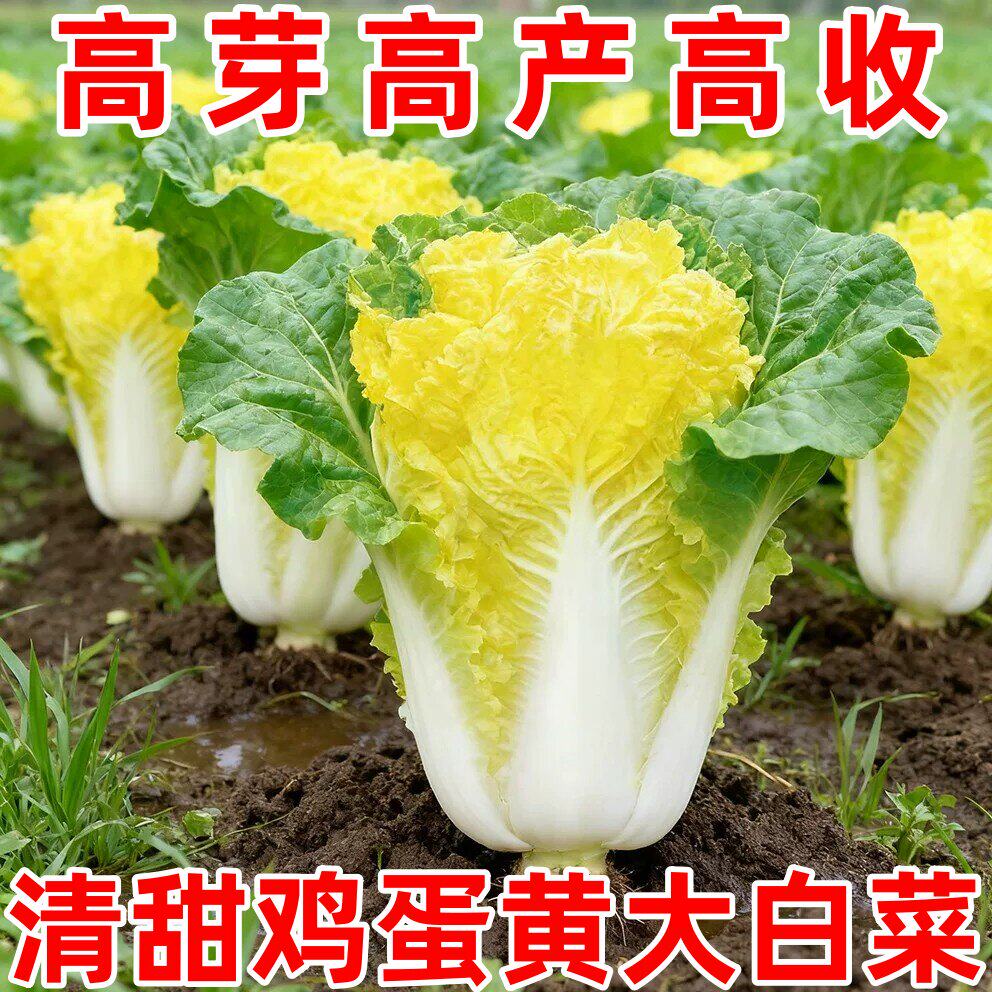 鸡蛋黄奶油大白菜种子真好吃黄心快菜籽农家田园夏秋四季播蔬菜孑