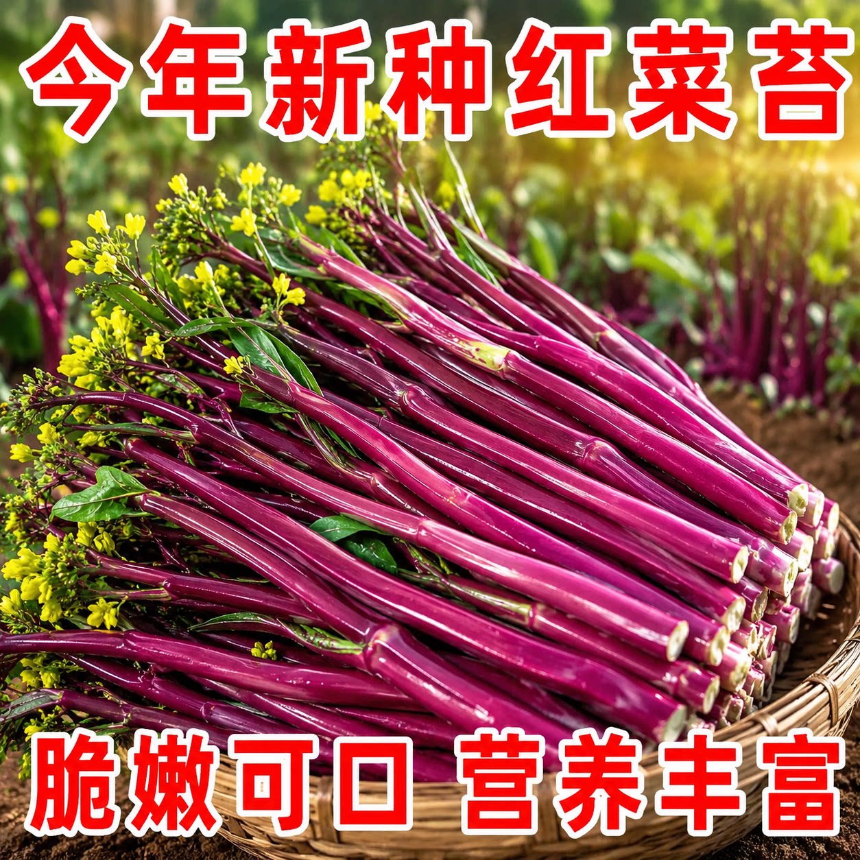 十月红紫菜苔种子四季易种