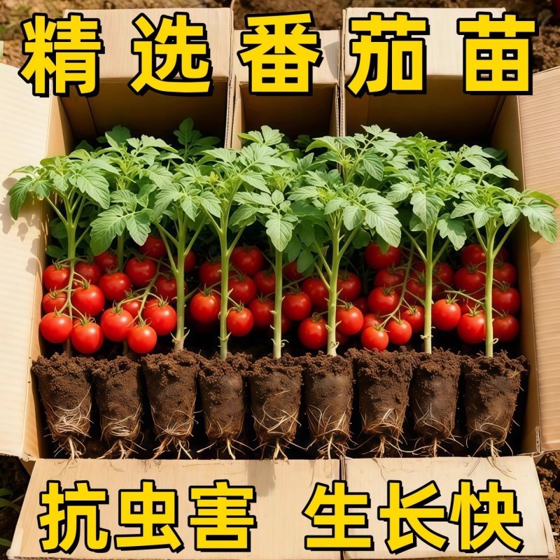 西红柿苗秧普罗旺斯沙瓤矮生大番茄苗老品种蕃茄种孑子盆栽蔬菜苗