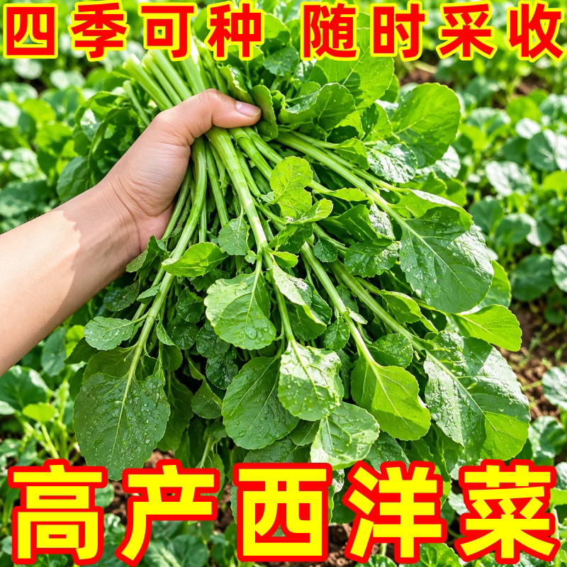 秋冬耐寒易种水培西洋菜种子