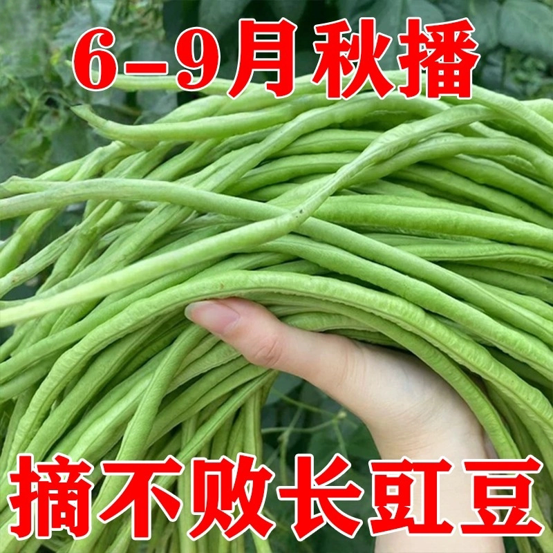 特长四季豆种子春季庭院易种