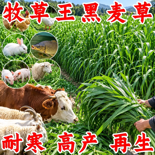 冬牧70黑麦草种子耐寒耐旱
