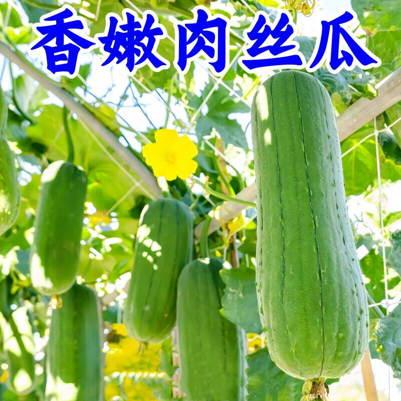 肉丝瓜种子中棒绿皮丝瓜短水瓜种籽春夏南方四季种植高产蔬菜瓜籽