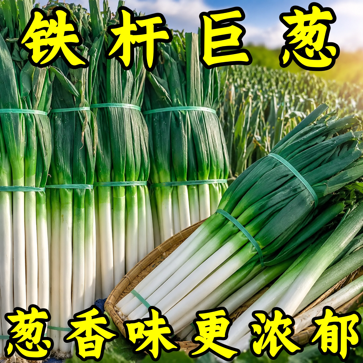 章丘铁杆大葱种子耐寒耐旱高产