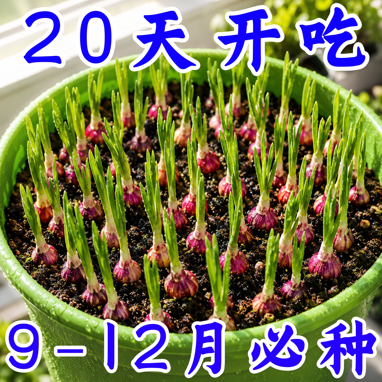 正宗四季香葱种子及种苗
