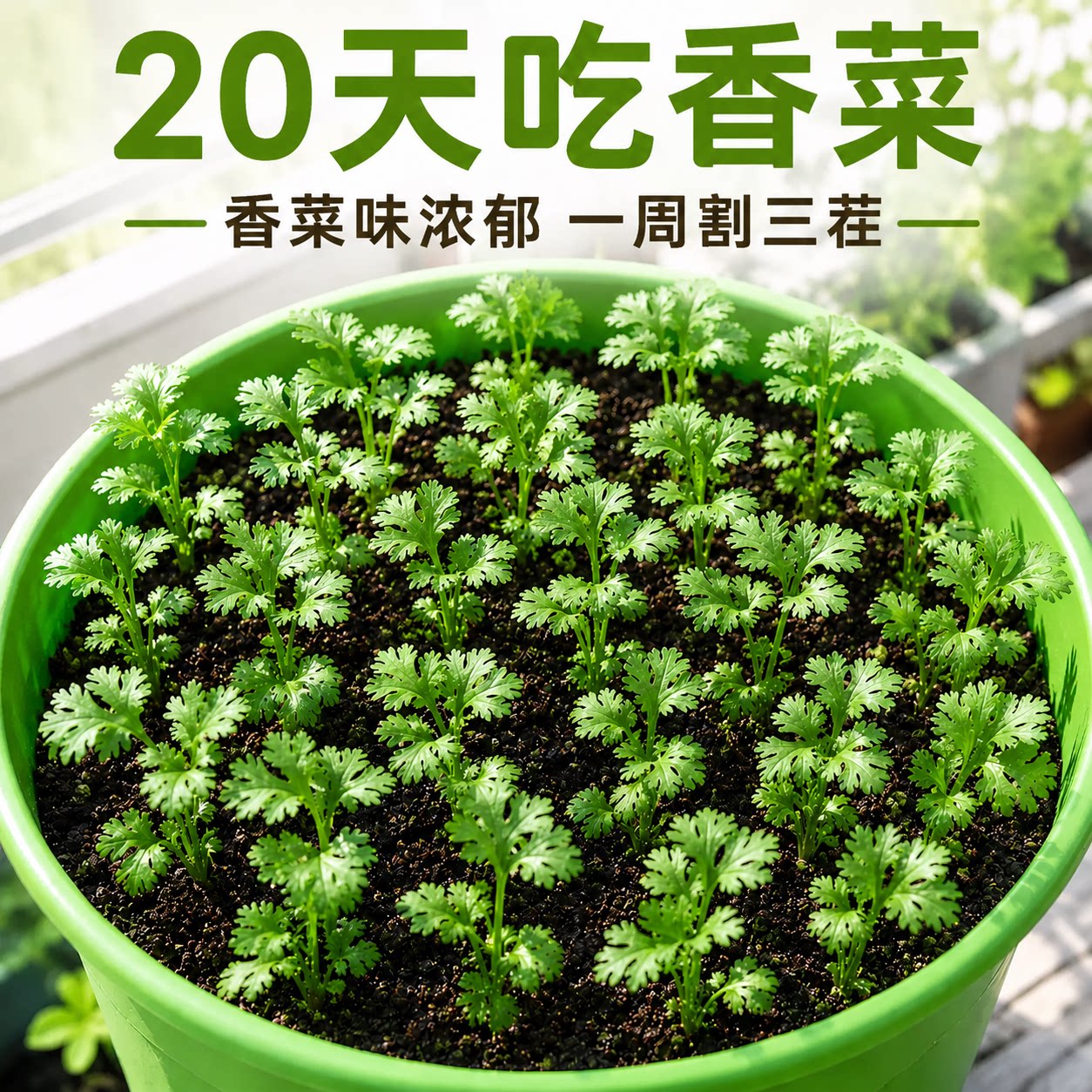 四季香菜种孑耐寒阳台庭院盆栽