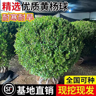 小叶黄杨球瓜子黄杨四季常青别墅地栽庭院花坛耐寒绿化植物篱笆墙