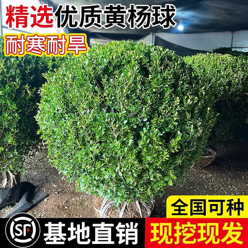 小叶黄杨球瓜子黄杨四季常青别墅地栽庭院花坛耐寒绿化植物篱笆墙