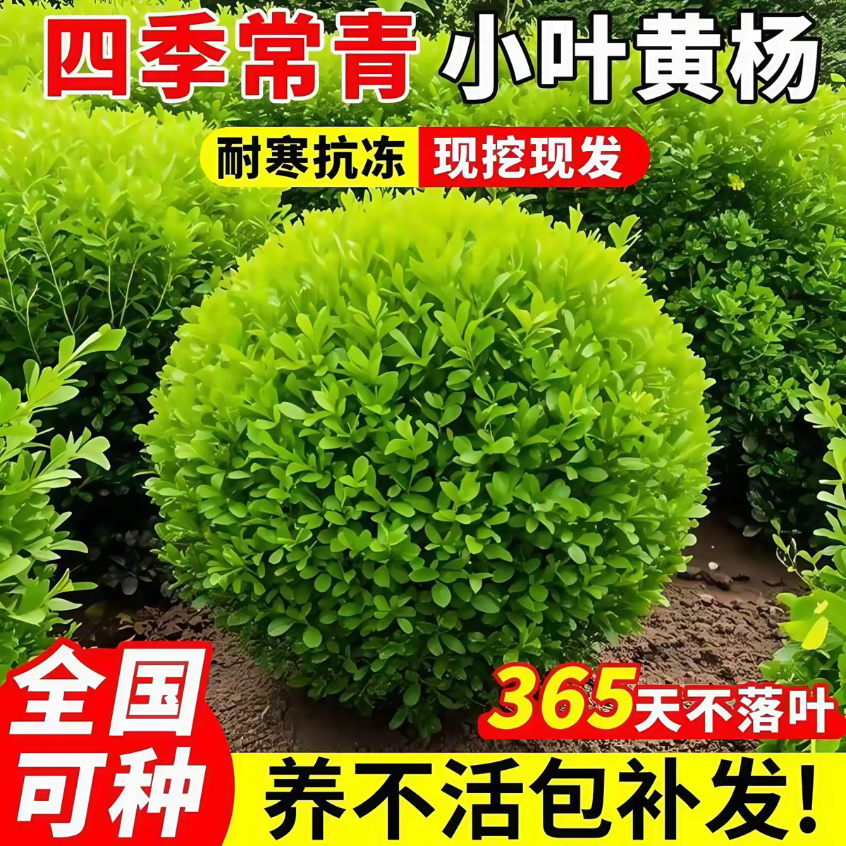 瓜子黄杨四季常青耐寒耐旱图片